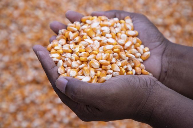 an agriculture concept in Corn seed hand