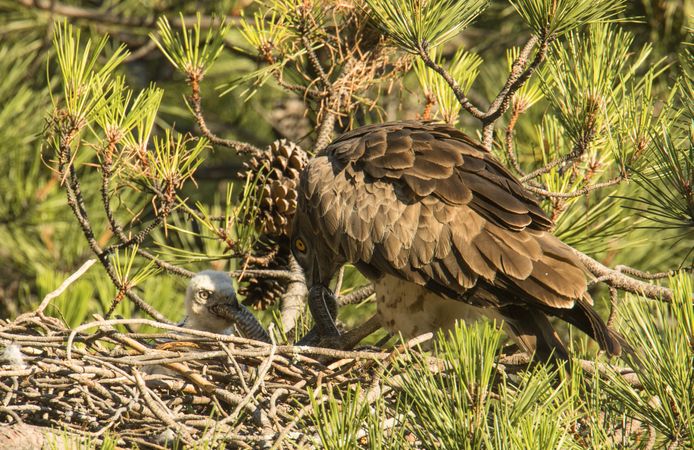 Eagle near newborn bird in nest