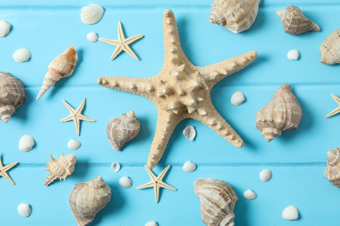 Many starfish and seashells on color wooden background, closeup and top view. Summer vacation backdrop