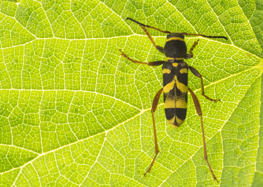 Longhorn beetle Leptura quadrifasciata