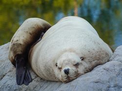 Steller Sea Lions (Eumetopias jubatus) asleep by dusk down