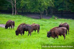 Brown bison on green grass field 0VG7j5