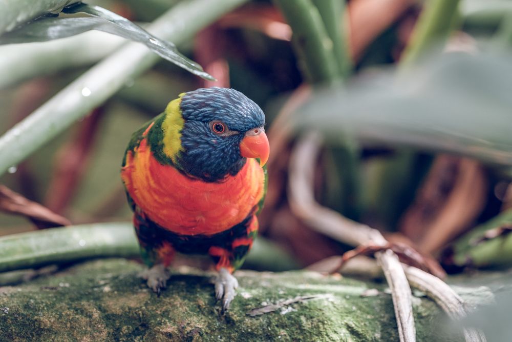Exotic multicolored parrot in nature