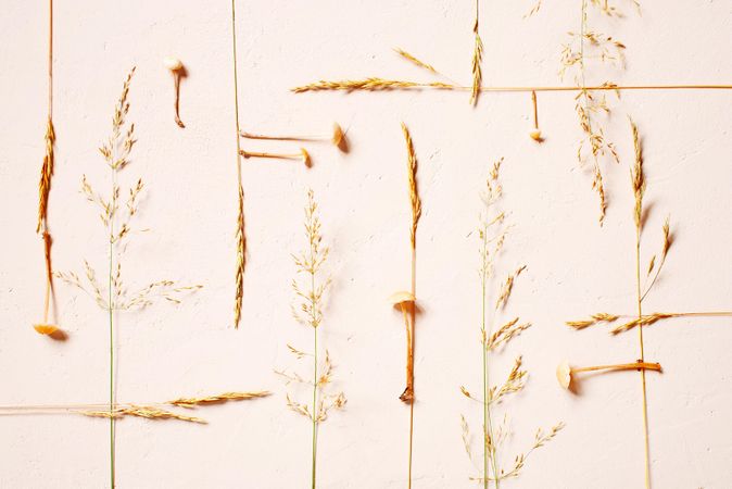 Top view of autumn grasses laid out on beige background