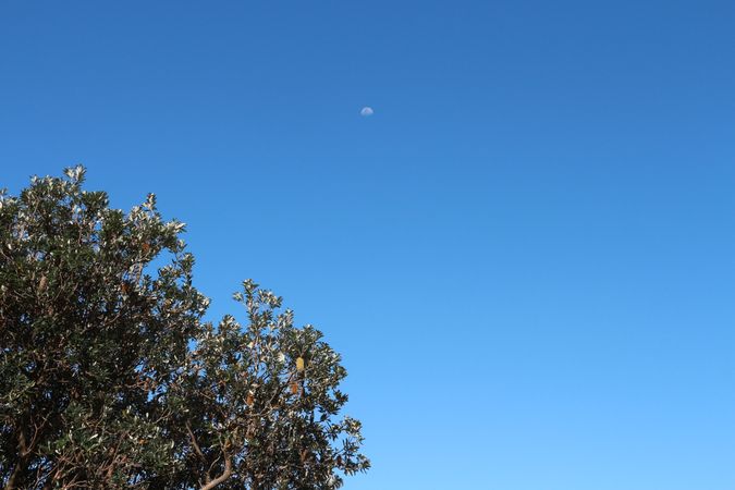Bright blue sky with a few clouds and a visible moon above lush green foliage during daylight