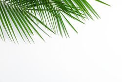 Beautiful palm leaves on blank background, top view and space for text. Exotic plant