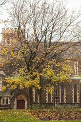 Autumn tree near old building