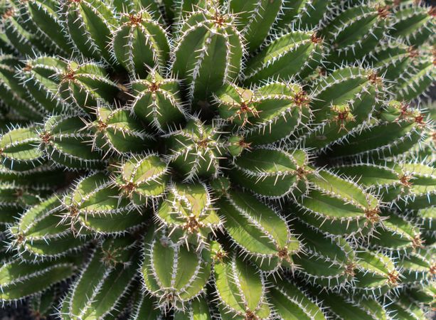 Bunch of prickly cactus