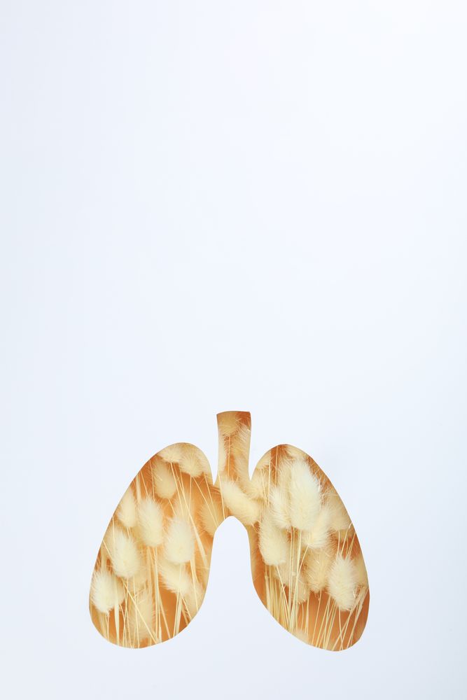 Vertical image of lung shape cut out of paper with dried rabbit tail underneath