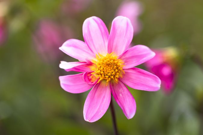 Small light pink dahlia flower with yellow pistils
