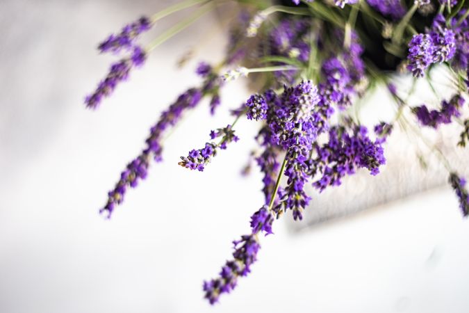 Minimalistic interior decor with lavender flowers
