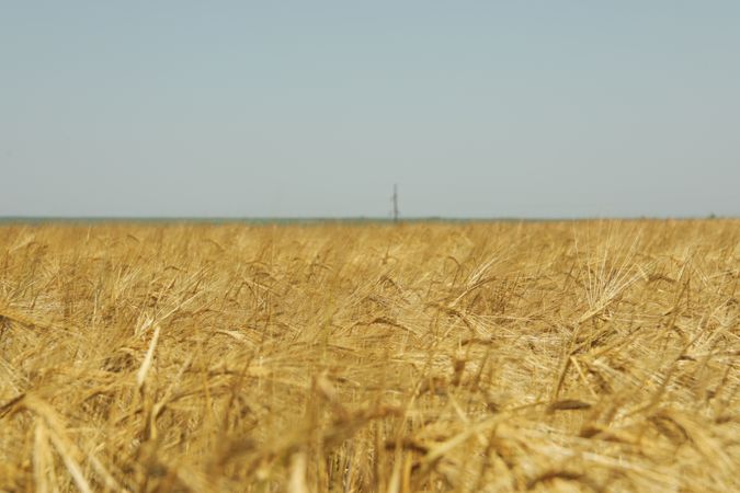 Barley field. Agriculture and farming. First summer harvest