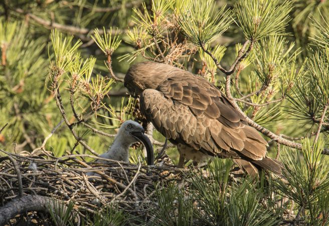Eagle feeding newborn bird in nest