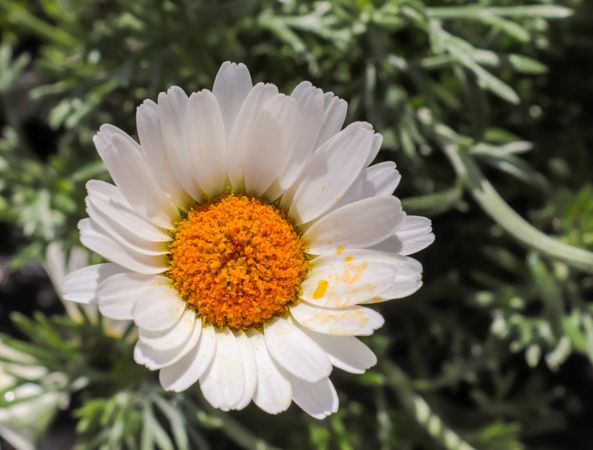 Beautiful margerite flowers in a european garden in white color.