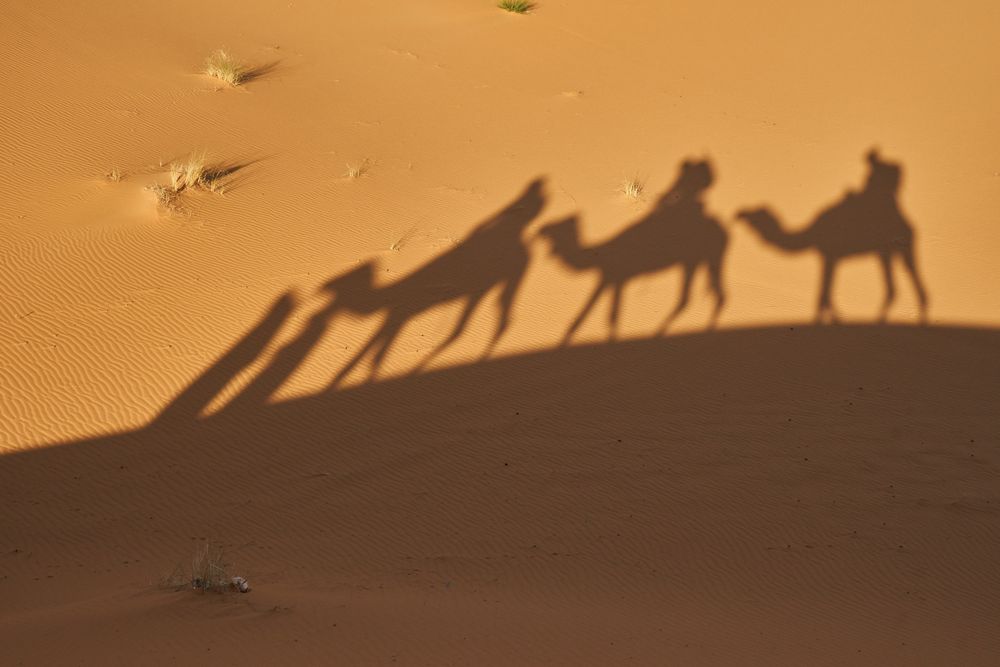 Shadow on sand of camels and people