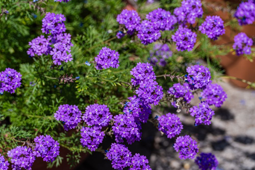 bright blue flowers in the home garden