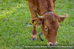 Young cow grazing 4jDBX0