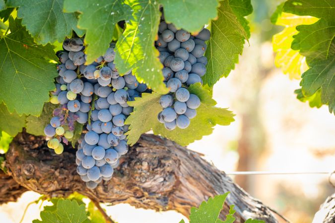 Vineyard with Lush, Ripe Wine Grapes on the Vine Ready for Harvest