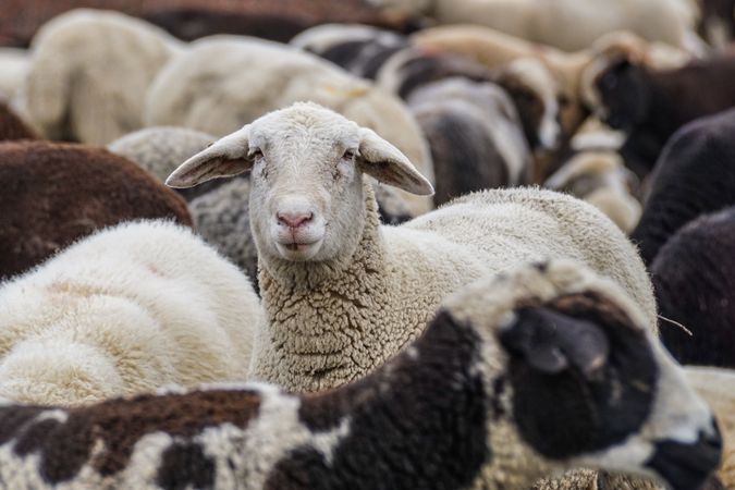 Herd of sheep in close-up