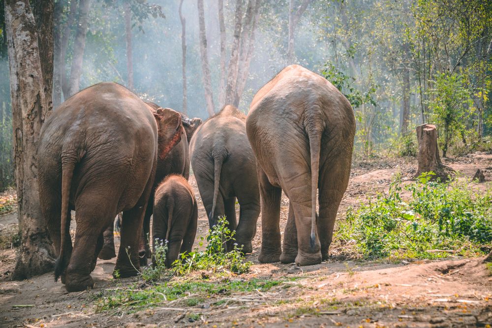 Herd of grey elephants