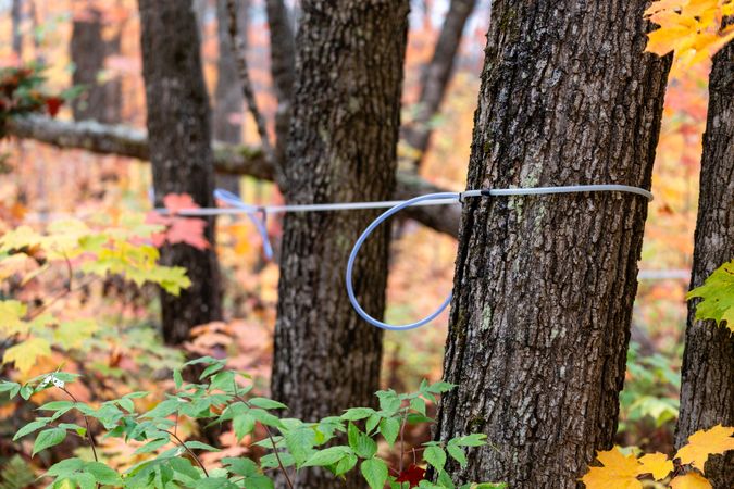 Rope around autumn trees