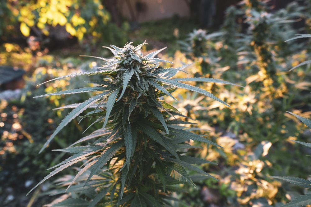 Side view of large marijuana plant
