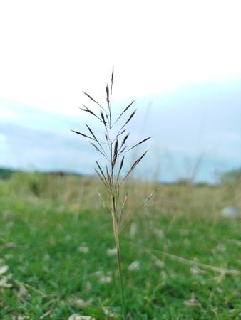 A Lone Dry Grass Standing on Windy Field