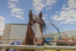 Brown horse standing behind paddock fence