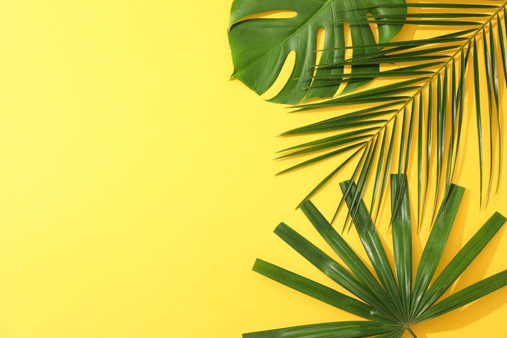 Different palm leaves on yellow background, copy space