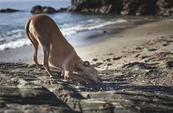 Little italian greyhound dog in the beach playing with sand