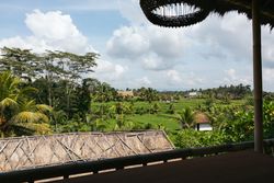 Landscape of rice fields in Southeast Asia
