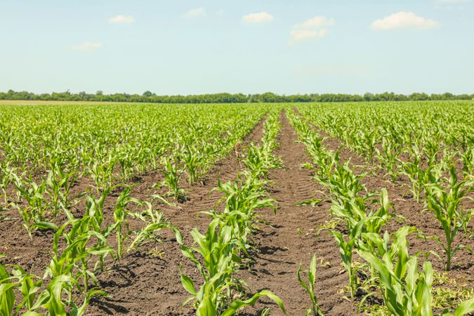 Green corn field against sky, space for text. Agriculture