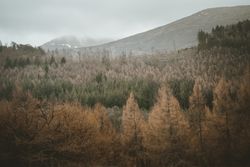 Misty view of forest and mountains covered with fog in Northern Ireland