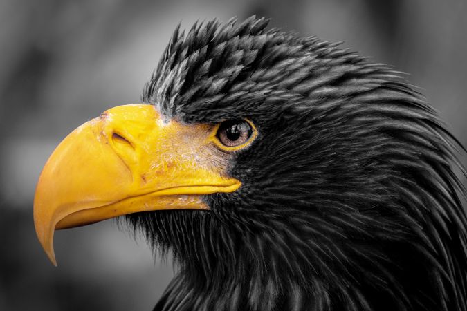 Close-up shot of eagle head