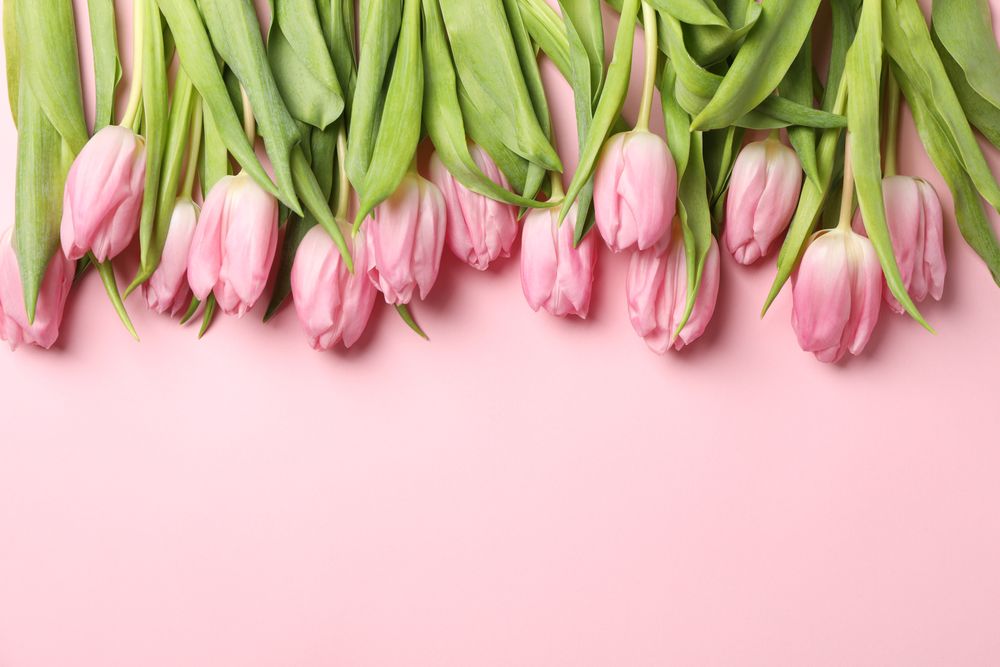 Frame of tulips on pink background, top view and space for text