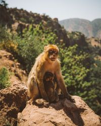 Wild monkey with baby on rock
