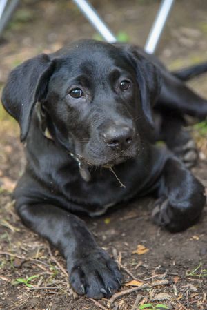 A young puppy dog, Lab