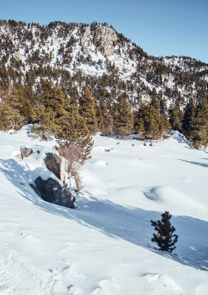 Picturesque view of mountains with forest in snow