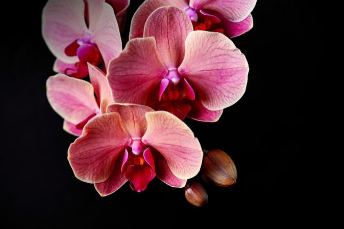 Delicate pink orchid on black background