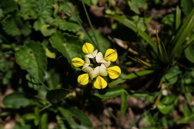 Single yellow wildflower with delicate petals in green field.