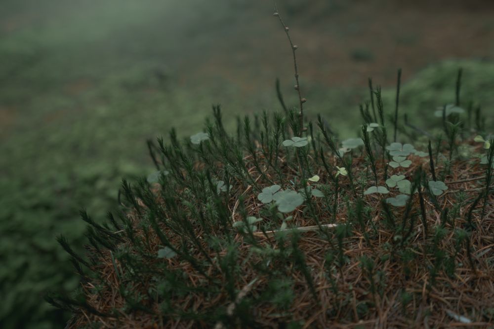 Green sprouts in early spring forest