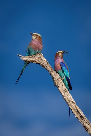 Male lilac-breasted roller with insect beside female, with blue sky