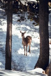 Noble deer near trees between snow