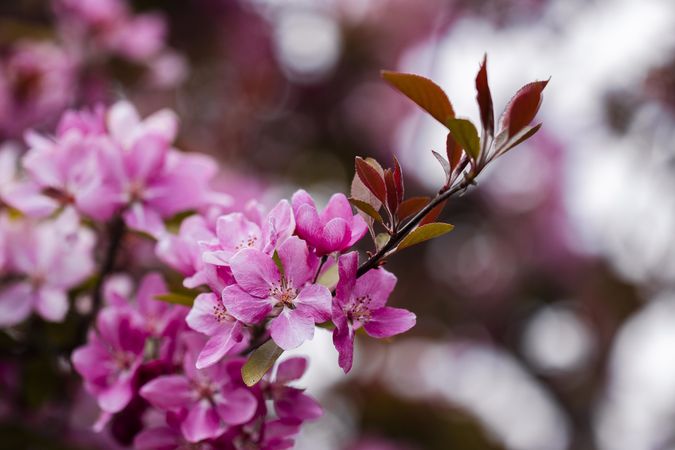 Small delicate sakura blossoms