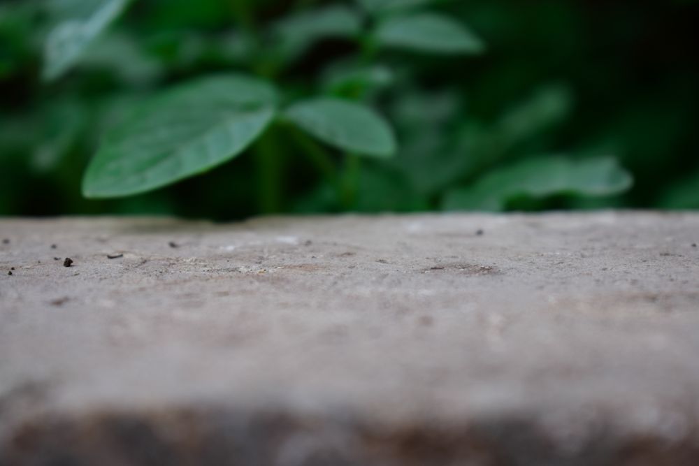 Ledge within green hedge