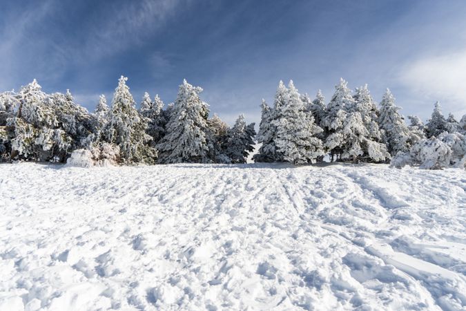 Line of snowy pine trees in ski resort of Sierra Nevada