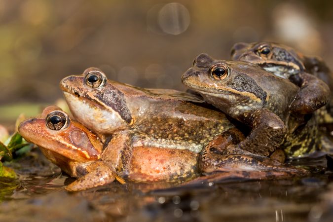 Stacked frogs in water