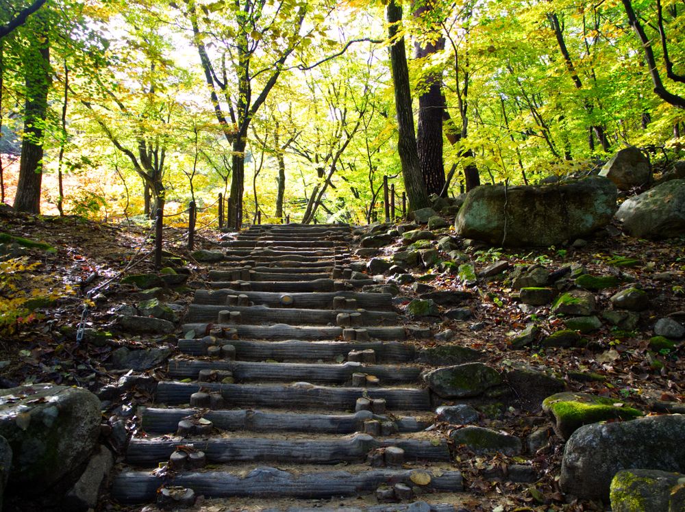 Old wooden steps in a forest