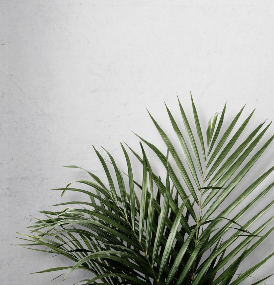 Green plant against light background
