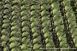 Saguaro cactus in Tucson, Arizona, close up 4maoe4